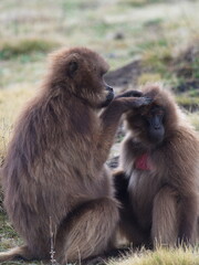 Closeup portrait of two adult Gelada Monkey (Theropithecus gelada) grooming Simien Mountains Ethiopia