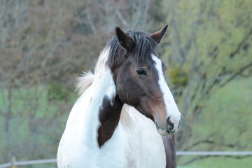 Obraz premium Irische Scheckenstute