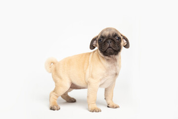pug puppy isolated on white background. funny pets concept with copy space