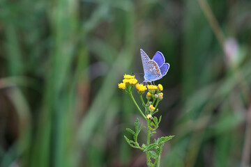 Blue butterfly (polyommatus icarus) on a yellow flower. 
