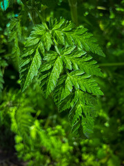 Leaves in Woodlands