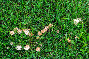 Close-up of a group of mushrooms in grass