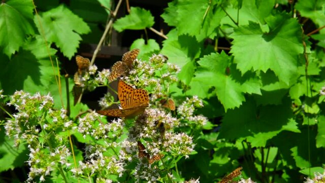 A close up of group of light striped brown butterflies flying on green leaves of tree grapes in the garden