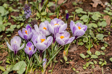 Spring Crocus (Crocus vernus) in garden