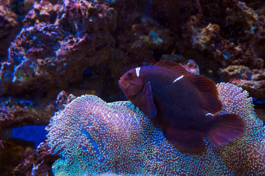 maroon clownfish  and sarcophyton sp