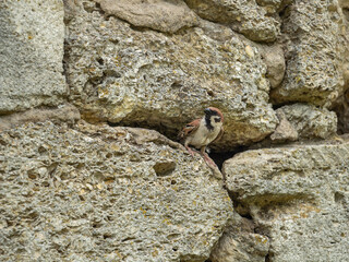 a sparrow looks out of his house in a stone wall