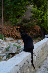 Kot w Chorwacji - obrazy, fototapety, plakaty