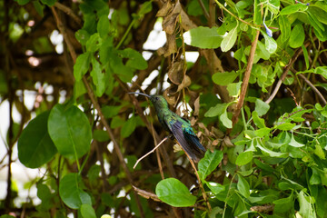 A beautiful green throated carib perched on a small branch of a yellow allamanda cathartica or golden trumpet plant. The bird's tongue is visible.