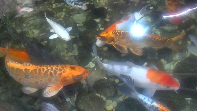 goldfish in aquarium