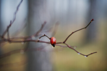 In the autumn forest after the rain, a drop of water on a red berry, close-up. Beautiful natural background and texture