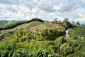 Fototapeta na wymiar Coffee plantation in Caldas, Chinchiná, located in the Central Cordillera of the Colombian Andes. Colombian Coffee Axi