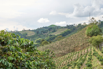 Coffee plantation in Caldas, Chinchiná, located in the Central Cordillera of the Colombian Andes. Colombian Coffee Axis.