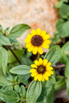 Mexican Creeping Zinnia (Sanvitalia procumbens) in garden