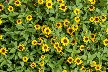 Obraz premium Mexican Creeping Zinnia (Sanvitalia procumbens) in garden
