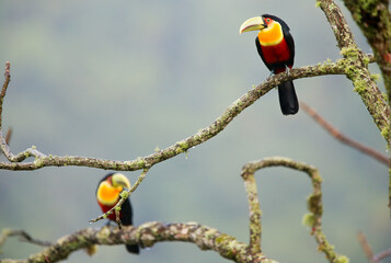 A pair of red breasted Toucans in a tree