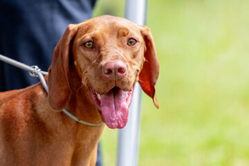 Dog breed hungarian pointer (vizsla)  near his master on a leash, walking with a dog in the park