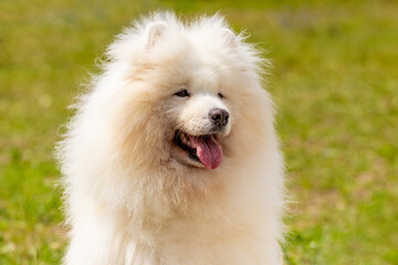 White big fluffy dog breed Samoyed close up in sunny weather on a background of green grass