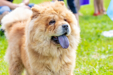 Fototapeta na wymiar Fluffy dog breed chow chow in the park near people. Friendly chow chow dog with open mouth