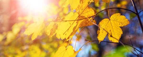 Yellow autumn forest leaves on blurred background in sunny weather, panorama