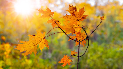 Obraz premium Maple branch with orange leaves on a tree against the sun. Autumn background