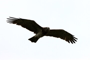 rapace circaète jean le blanc dans un ciel blanc