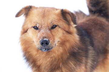 Snow-covered brown dog close up, portrait of a dog in winter