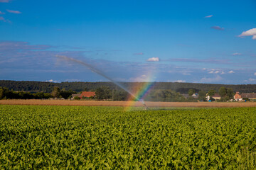 Agrar Panorama with water cannon for irrigation and a rainbow by the water