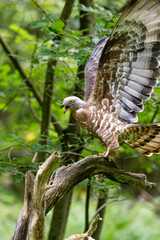 Wespenbussard