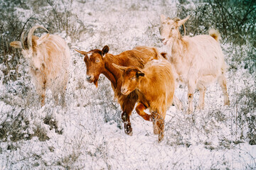 Goats gazing on a field, winter time. Ecological farming concept.
