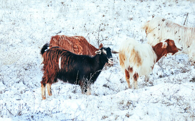 Goats gazing on a field, winter time. Ecological farming concept.