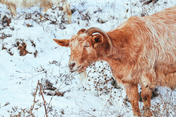 A goat gazing on a field, winter time. Ecological farming concept.