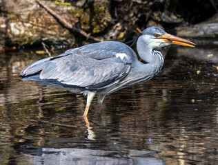 While fishing in the moving water a grey heron, Ardea cinerea successfully caught a fish.