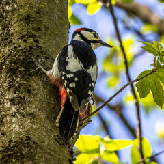 Fototapeta premium The Great Spotted Woodpecker, Dendrocopos major is sitting on the branch of tree
