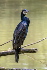 The great cormorant, Phalacrocorax carbo sitting on a branch