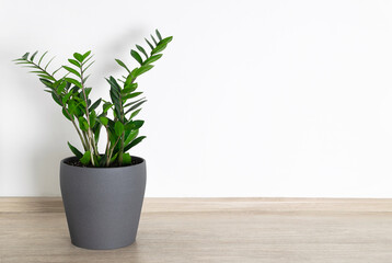 Zamioculcas in gray ceramic pot standing at the floor in living room.