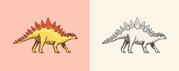 Dinosaur Stegosaurus, fossils. Prehistoric reptiles, Animal. Engraved vintage Hand drawn sketch for t-shirt print or poster.