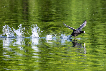 Eurasian coot, Fulica atra chasing each other by running across the water