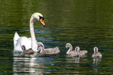 Mute swan family, Cygnus olor swimming on a lake. Mother with babies