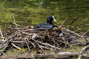 The Eurasian coot, Fulica atra sitting on the nest at the Kleinhesseloher Lake at Munich, Germany
