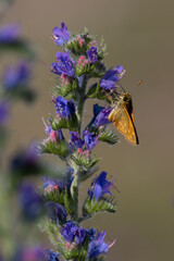 Lulworth skipper, Thymelicus acteon foraging on a flower at a meadow at Munich, Germany