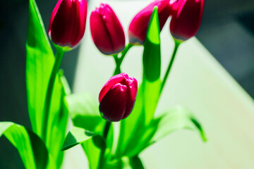 Blurred floral sunny backdrop. De focused.pink tulips, spring time concept.