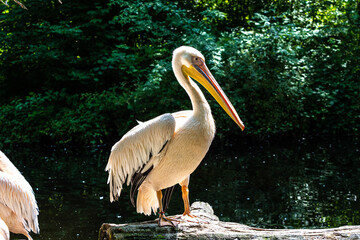 Great White Pelican, Pelecanus onocrotalus in a park