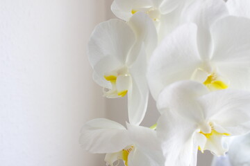 Fototapeta na wymiar white orchid flowers - white on white