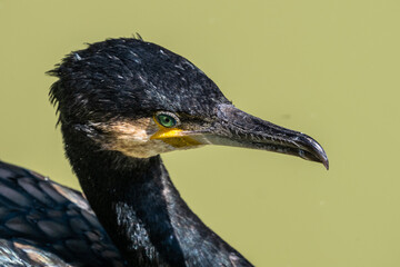 The great cormorant, Phalacrocorax carbo swimming on a lake