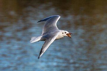 The European Herring Gull, Larus argentatus is a large gull
