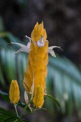 Closeup of Beloperone plumbaginifolia flower from Mexico. It is a species of Justicia.