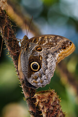 Owl butterfly ,caligo eurilochus. beautiful brown butterfly