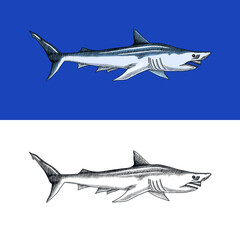 Basking or Sand shark. Marine predatory animal. Sea life. Hand drawn vintage engraved sketch. Ocean fish. Vector illustration for web, logo or t-shirt.