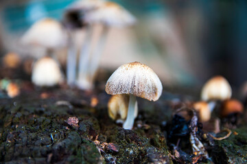 Macro photo of mushrooms. A group of porcini mushrooms growing on a tree stump. White bad mushroom close-up on a blurred background.