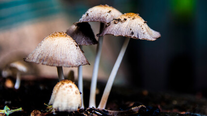 Macro photo of mushrooms. A group of porcini mushrooms growing on a tree stump. White bad mushroom close-up on a blurred background.